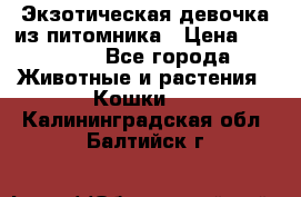 Экзотическая девочка из питомника › Цена ­ 25 000 - Все города Животные и растения » Кошки   . Калининградская обл.,Балтийск г.